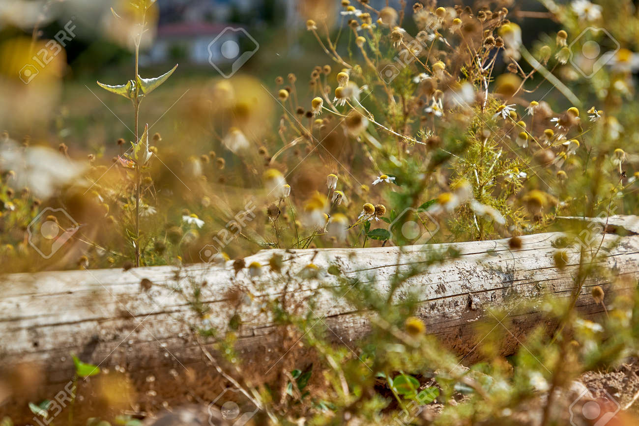 An old wooden log lying in the grass against the background of a private house - 160082160 An old wooden log lying in the grass against the background of a private house - 160082160