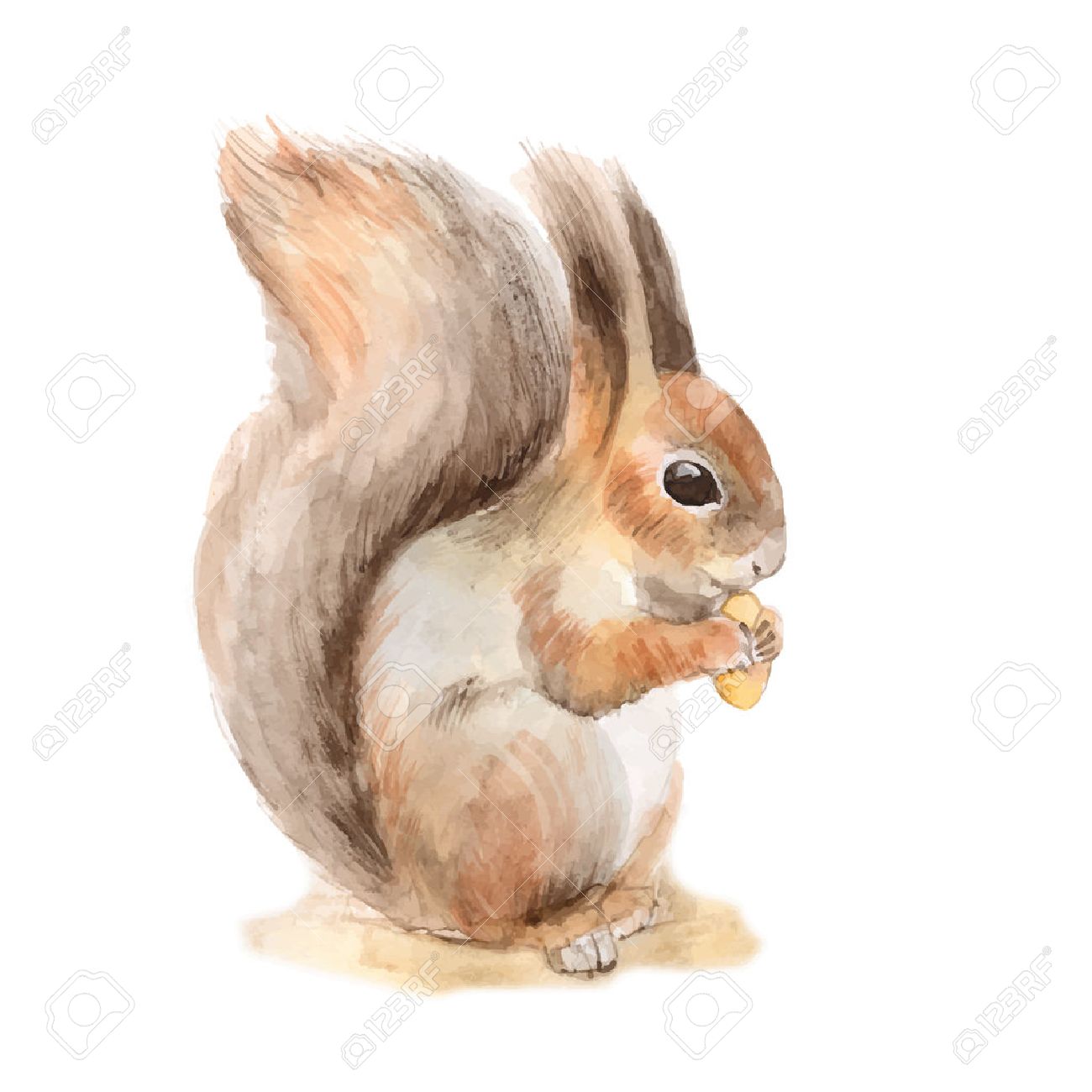 Squirrel with a nut. Hand drawn. Watercolor illustration in vector - 50573457 Squirrel with a nut. Hand drawn. Watercolor illustration in vector - 50573457