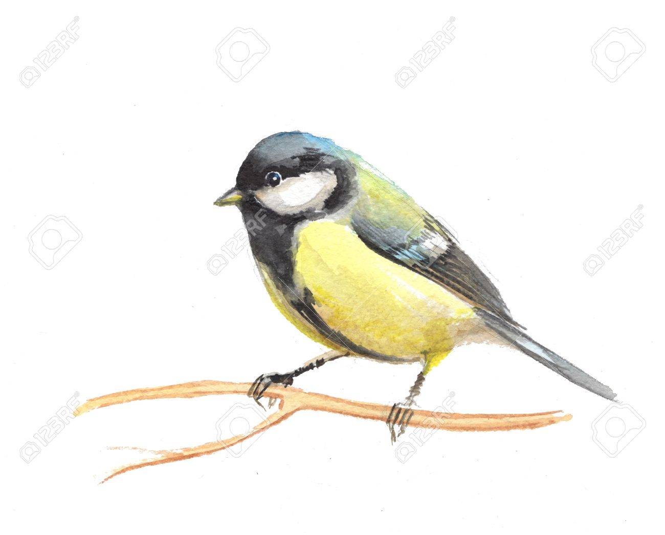 cute small bird watercolor