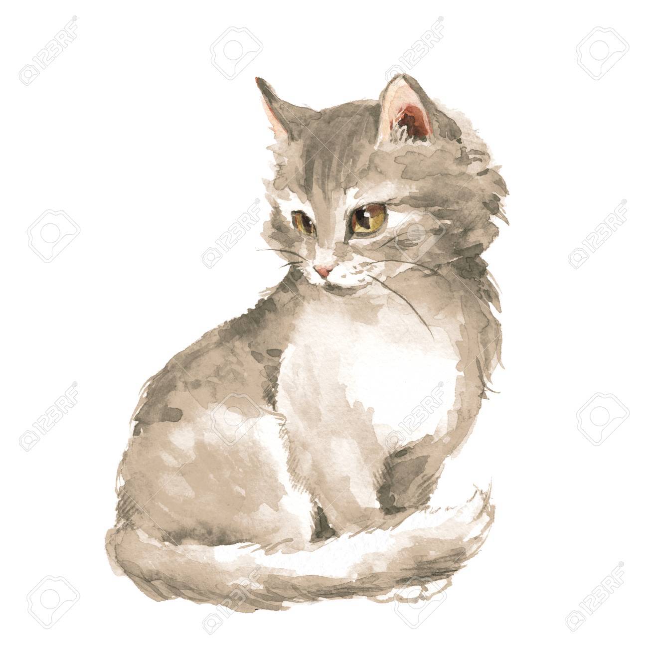 Chat Chaton Pelucheux Gris La Peinture A L Aquarelle Banque D Images Et Photos Libres De Droits Image 6211