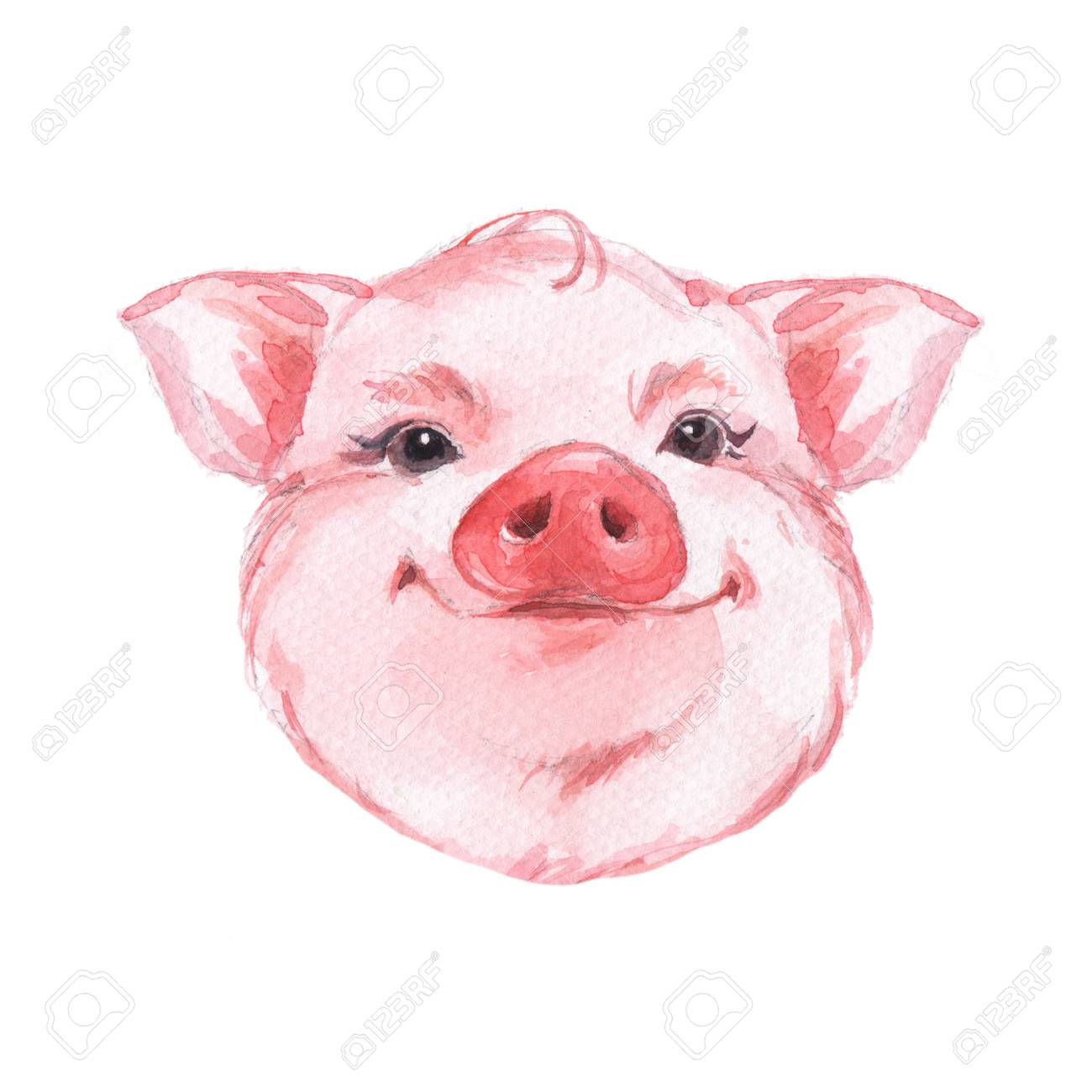 Funny pig. Cute watercolor animal face. Isolated on white - 68133644 Funny pig. Cute watercolor animal face. Isolated on white - 68133644
