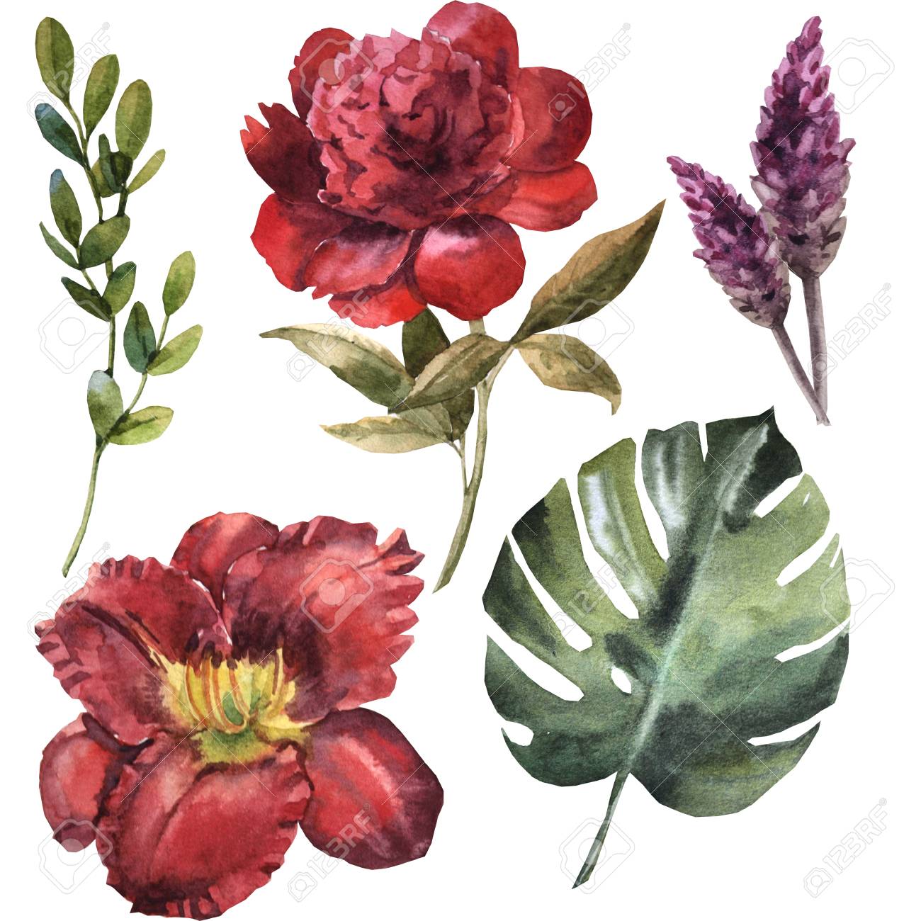 Watercolor Maroon Flower Set Stock Photo Picture And Royalty Free Image Image 109202693