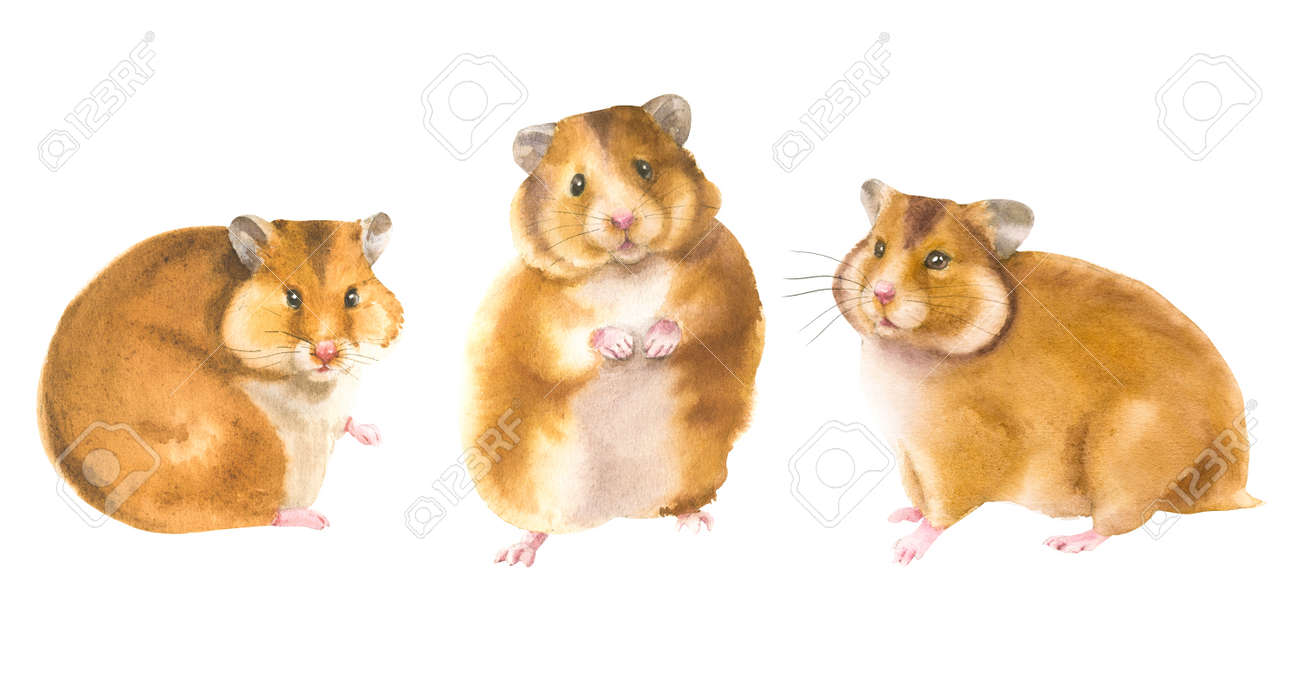 Watercolor illustration of a hamster in white background. Animal silhouette watercolor sketch. Wildlife art illustration. Vintage graphic for fabric, postcard, greeting card, book, poster, tee-shirt - 166760261 Watercolor illustration of a hamster in white background. Animal silhouette watercolor sketch. Wildlife art illustration. Vintage graphic for fabric, postcard, greeting card, book, poster, tee-shirt - 166760261