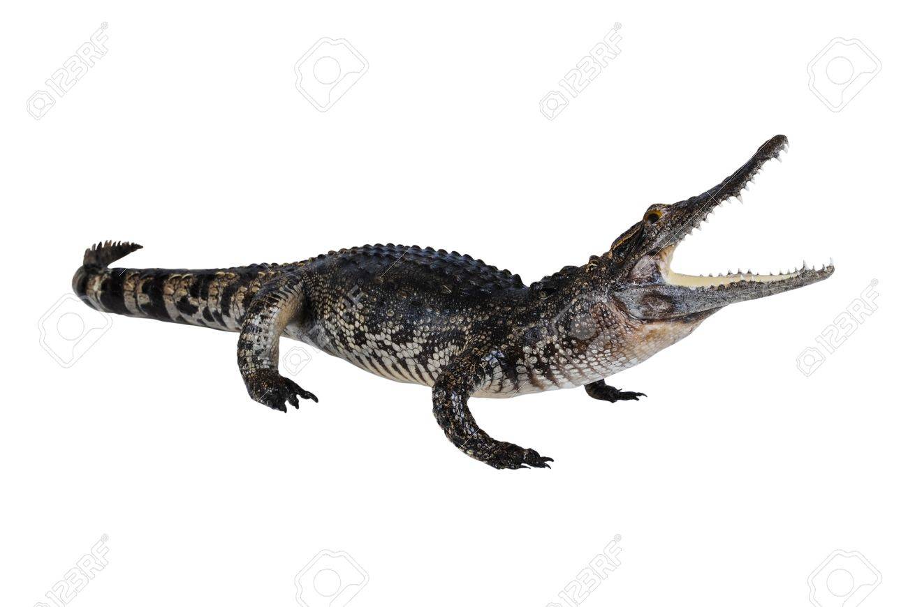 crocodile stuff