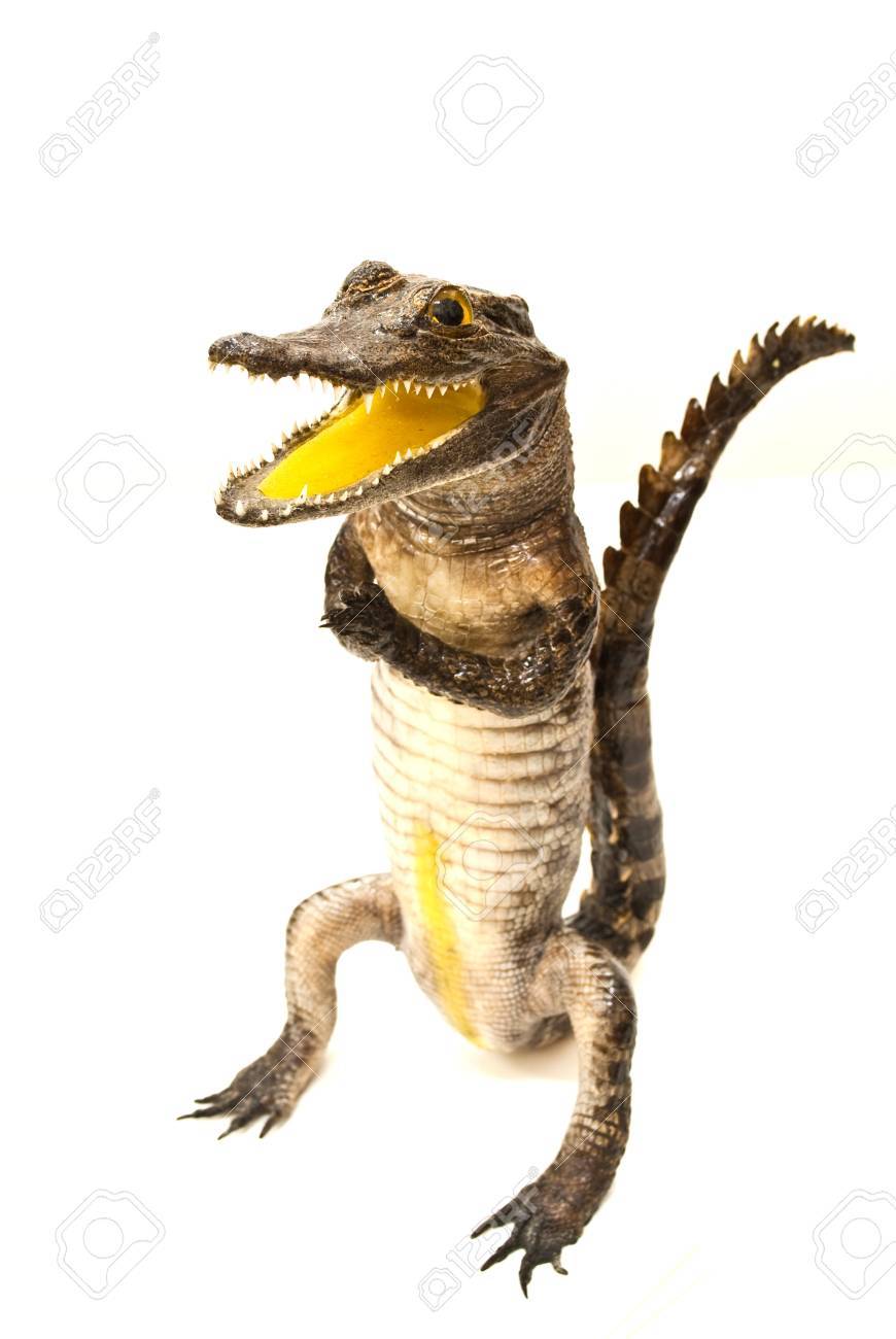 crocodile stuff