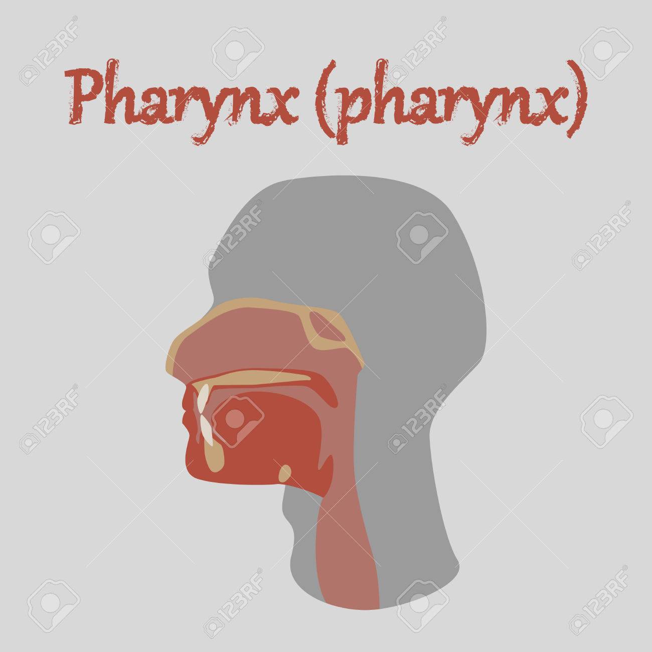 pharynx