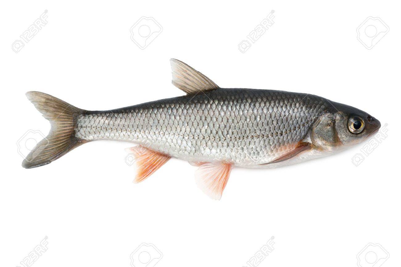fish common dace isolated on white background stock photo