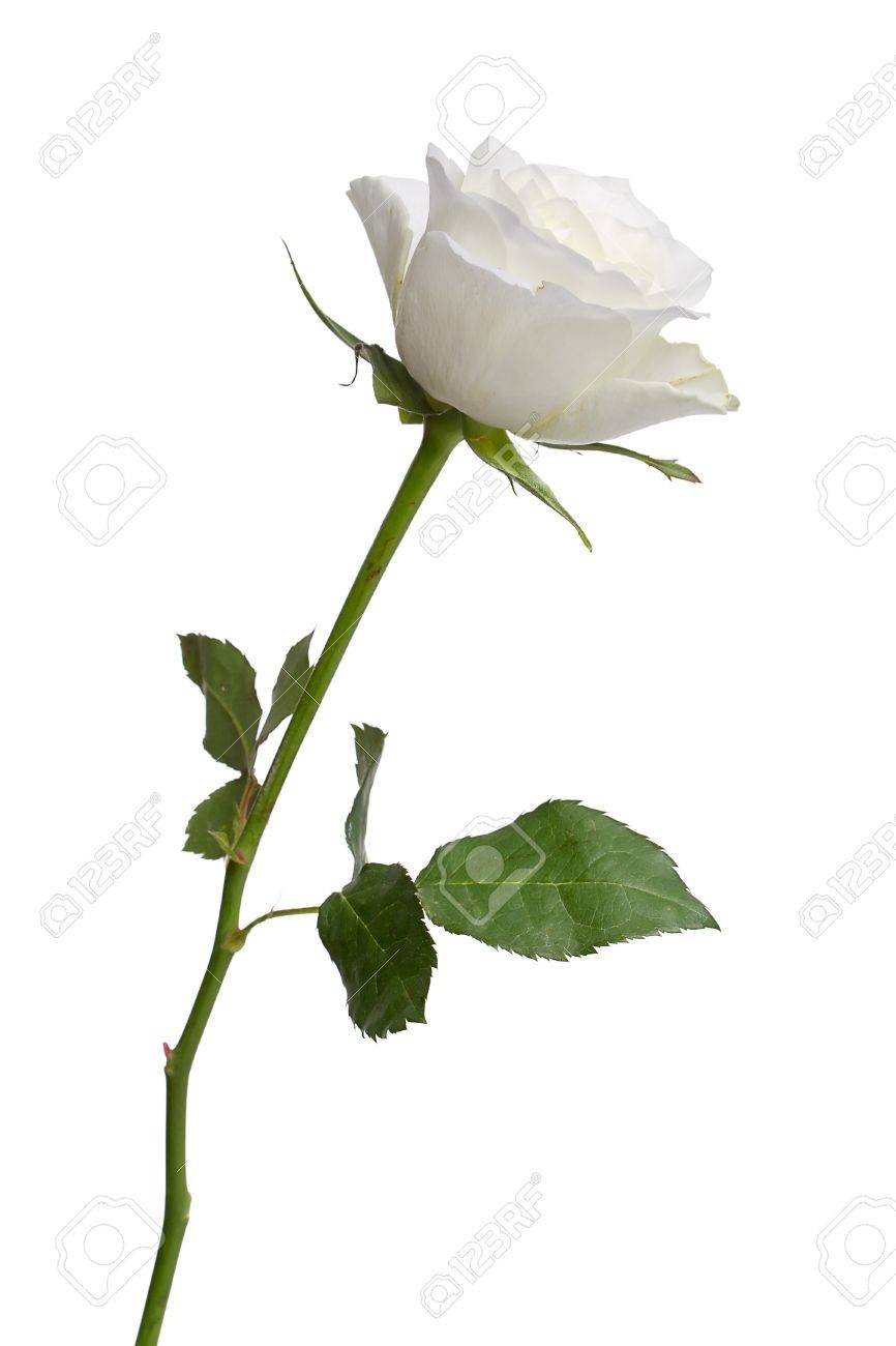 Rsultat de recherche d'images pour "rose blanche"