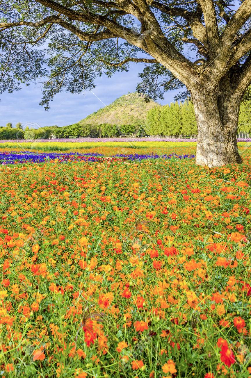Big Tree In Pink Color Flower Field Stock Photo, Picture and Royalty Free  Image. Image 38792984., image size:863x1300