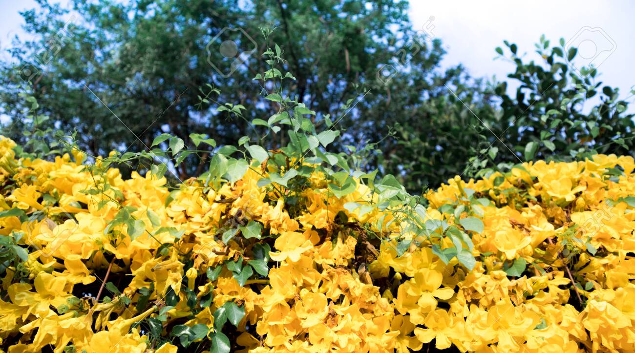 look up shot of beautiful yellow flowers cats claw creeper plants cat claw plant