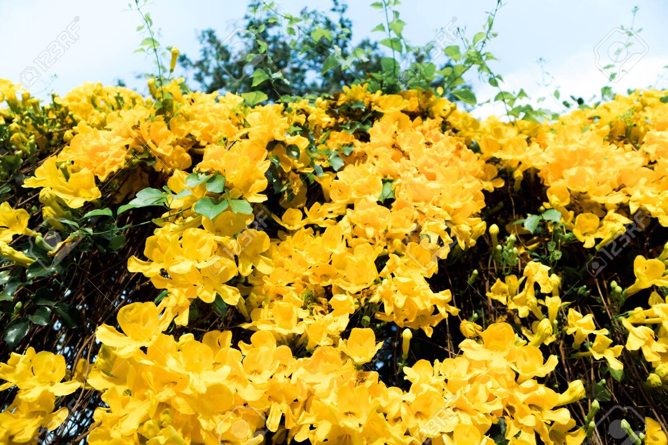 look up shot of beautiful yellow flowers cats claw creeper plants cat claw plant