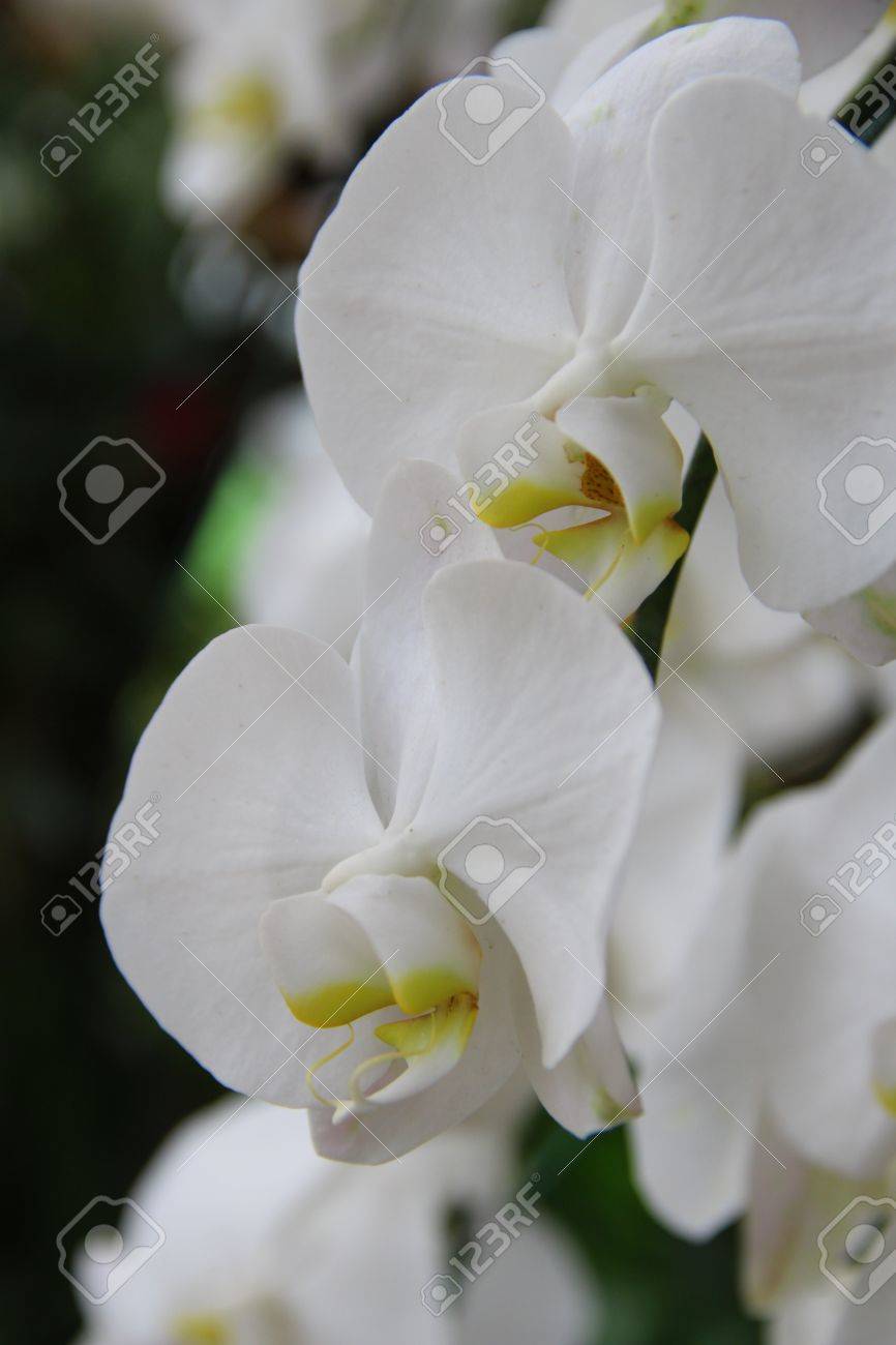 白い蘭の花 の写真素材 画像素材 Image