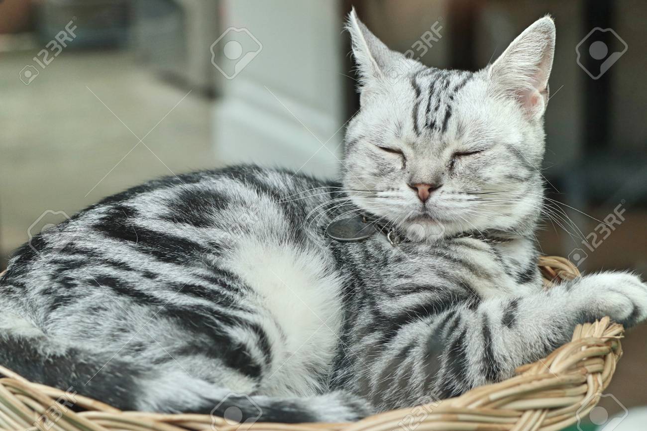 眠り猫 の写真素材 画像素材 Image