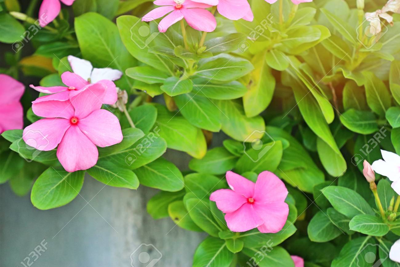 vinca flowers in tropical stock photo picture and royalty free