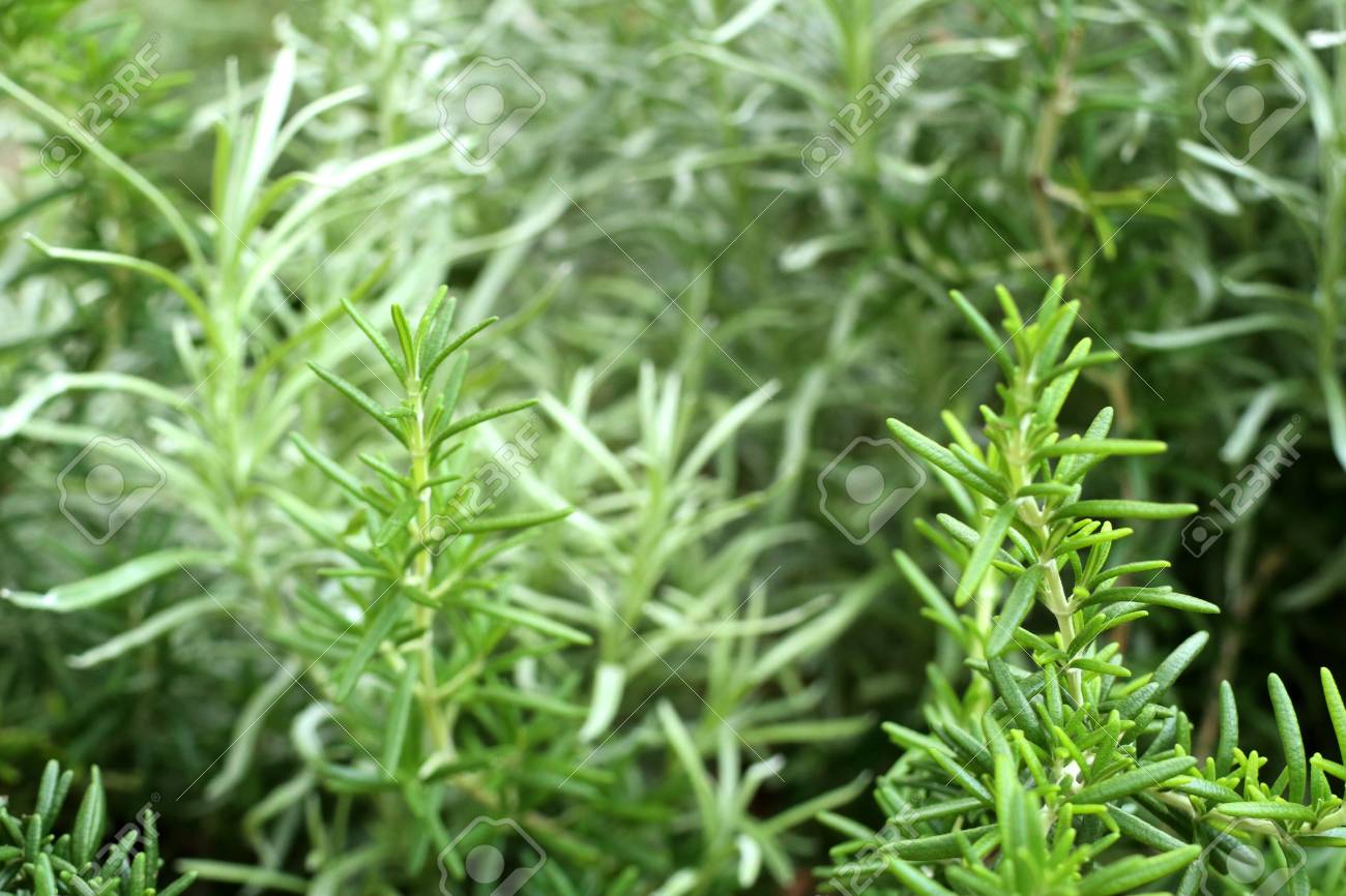 rosemary plant in garden