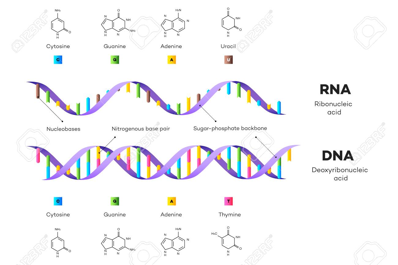 Molecular Structure Of Dna And Rna Infographic Educational Vector Royalty Free Cliparts Vectors And Stock Illustration Image 9634 Molecular Structure Of Dna And Rna Infographic Educational Vector Royalty Free Cliparts Vectors And Stock Illustration Image 9634