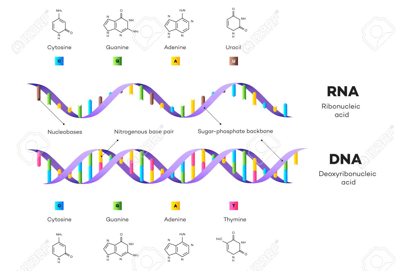 Molecular Structure Of Dna And Rna Infographic Educational Vector Royalty Free Cliparts Vectors And Stock Illustration Image 9634