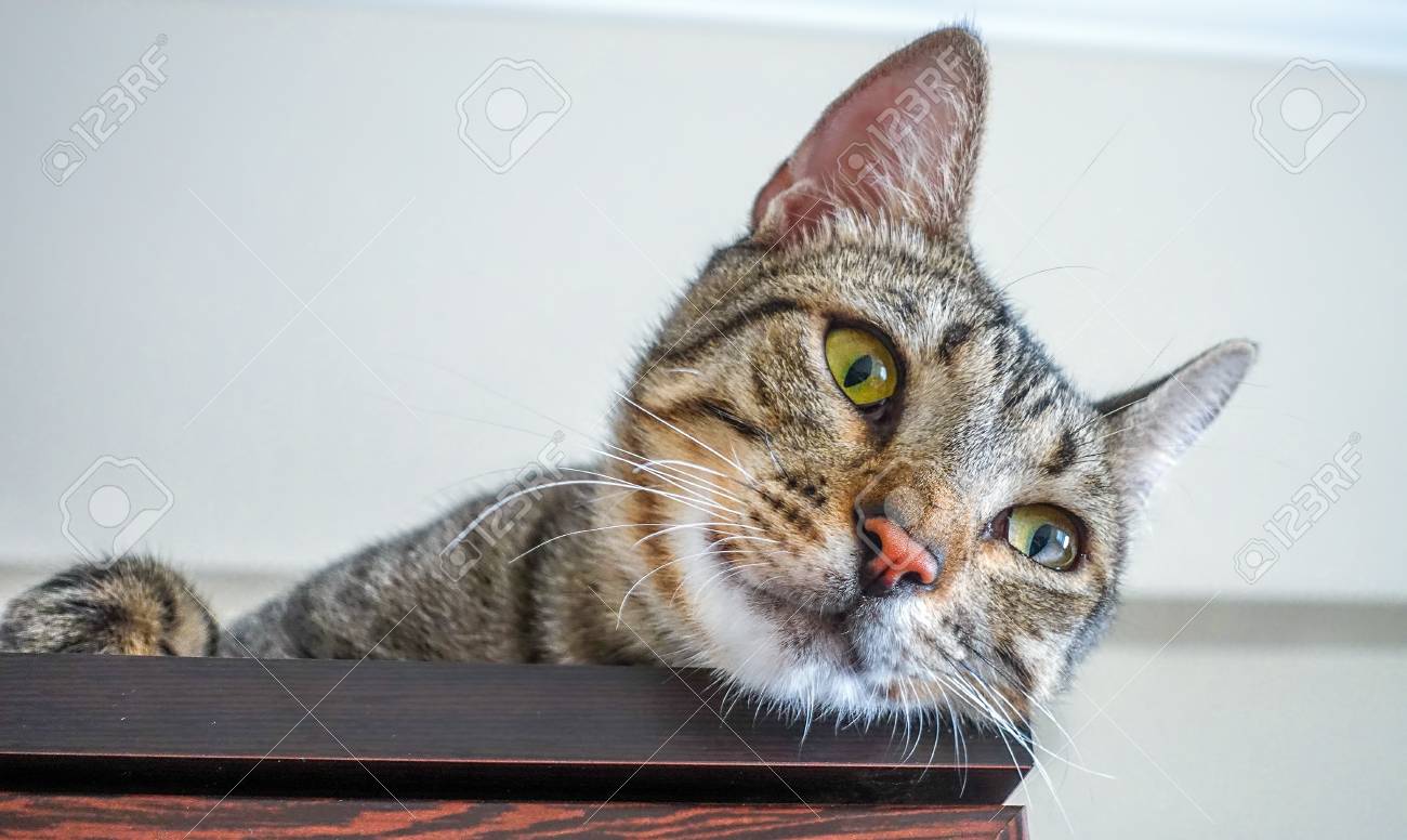 etiam-dictum-ipsum-a-felis