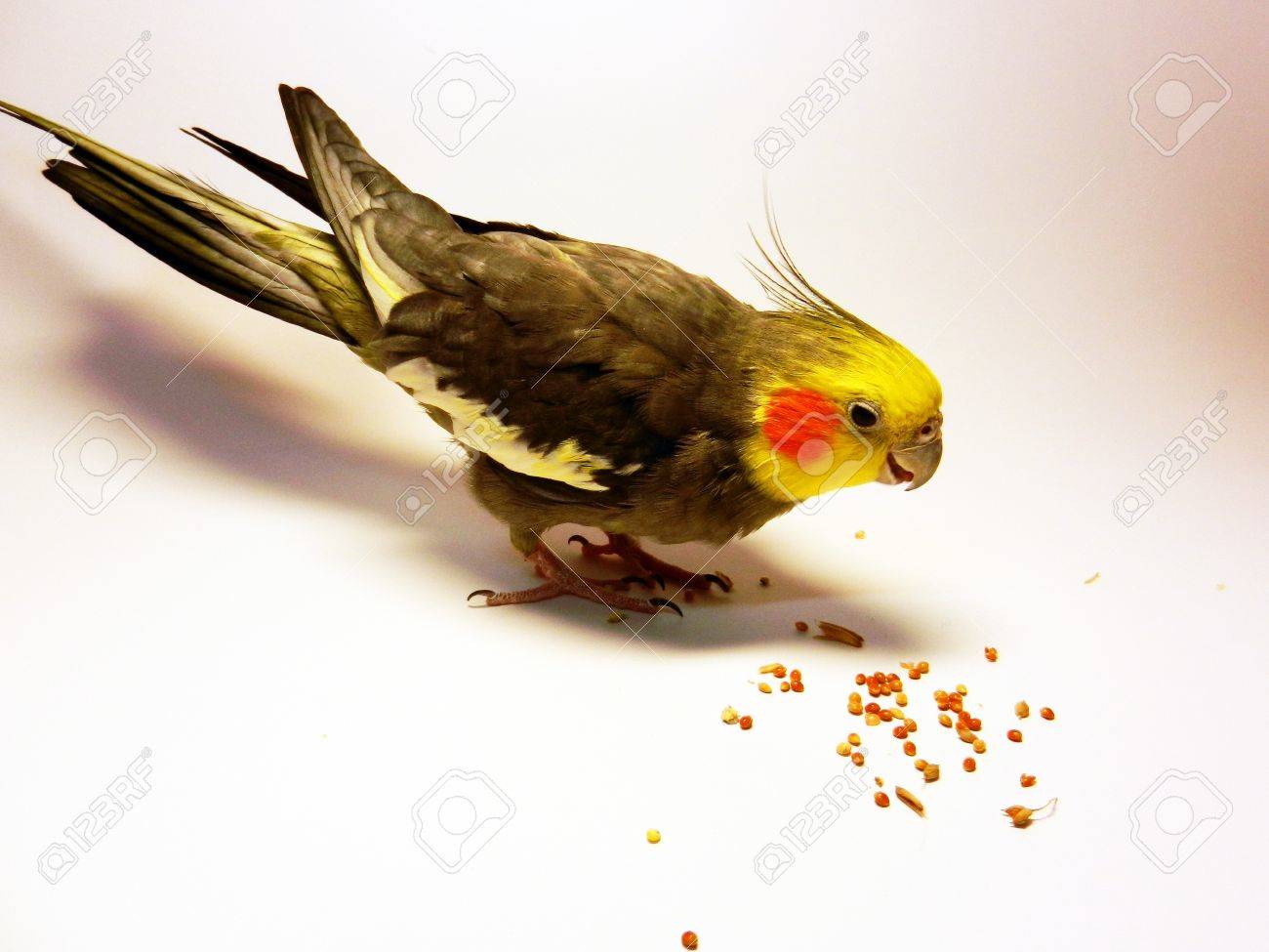 etiam-dictum-ipsum-a-felis