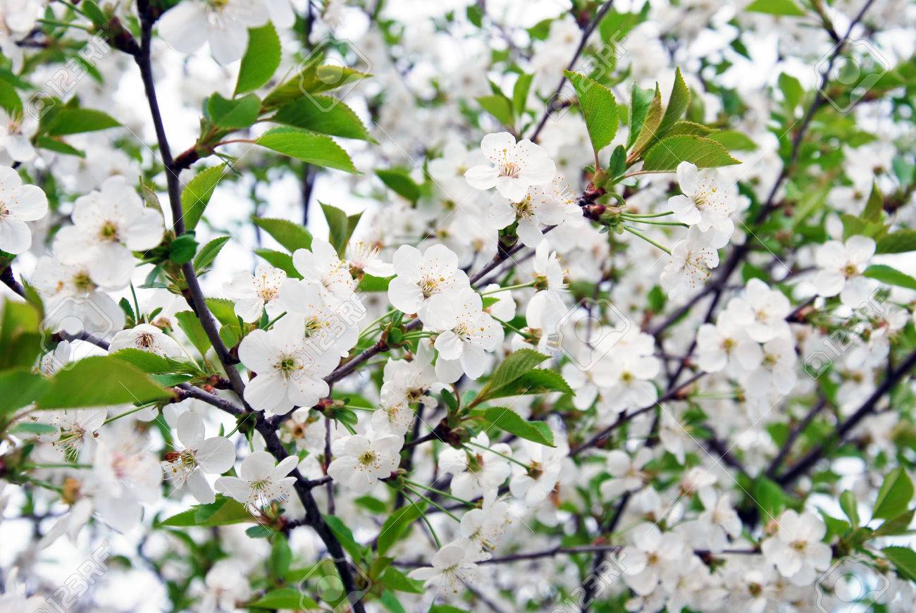 Arbres A Floraison Printaniere Banque D Images Et Photos Libres De Droits Image Arbres A Floraison Printaniere Banque D Images Et Photos Libres De Droits Image