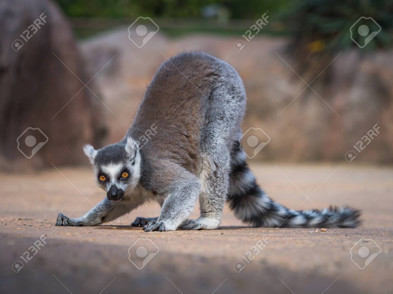 Ring Tailed Lemur Lemur Catta Linnaeus From Madagascar Looking