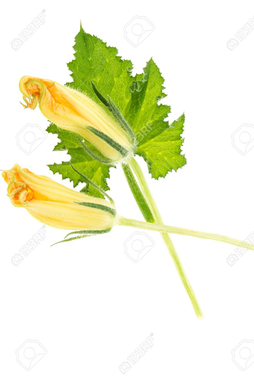 緑色のかぼちゃ葉と黄色い花 白い背景で隔離 の写真素材 画像素材 Image