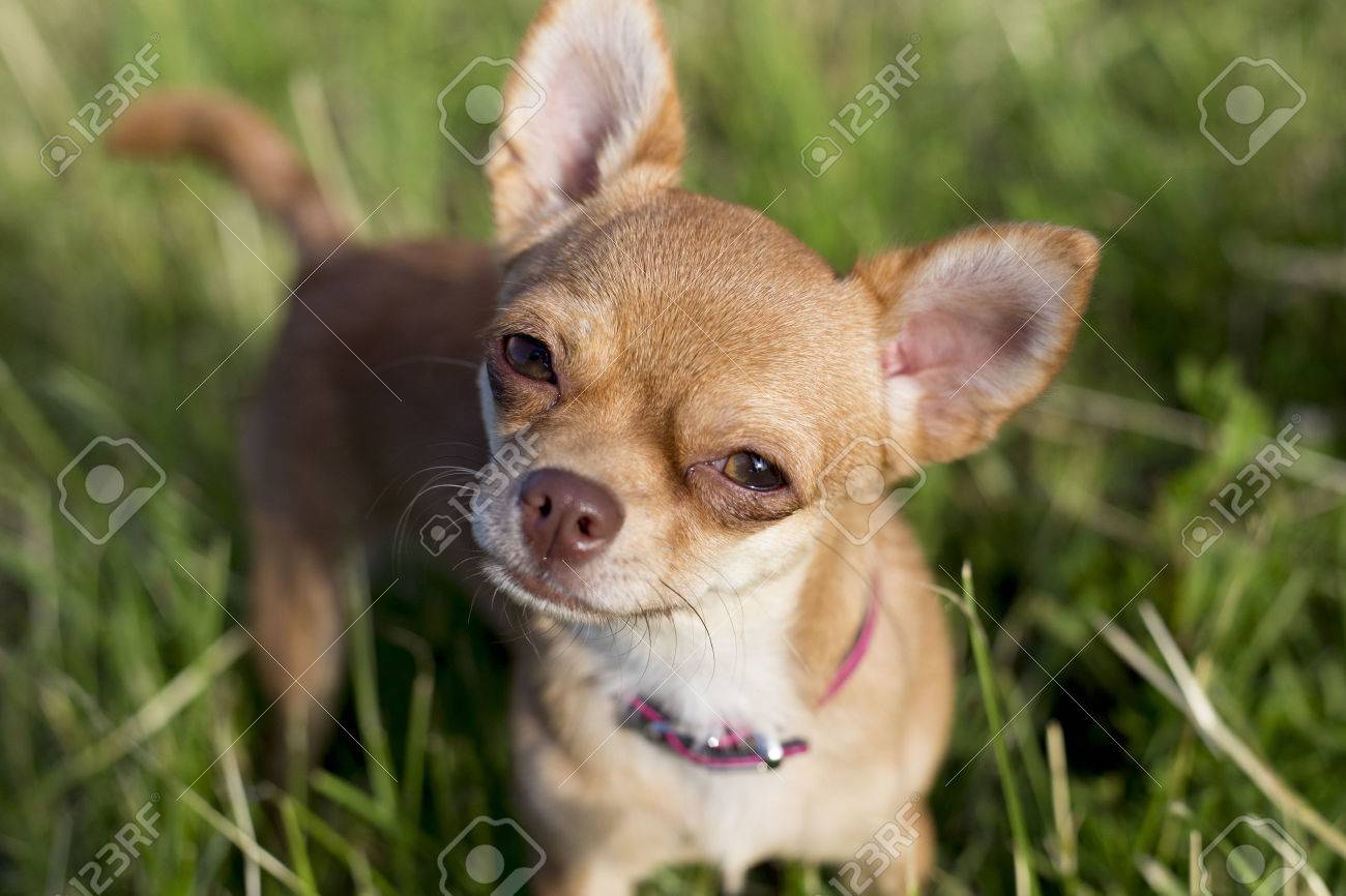 small chihuahua