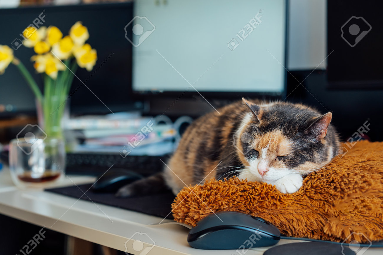 etiam-dictum-ipsum-a-felis