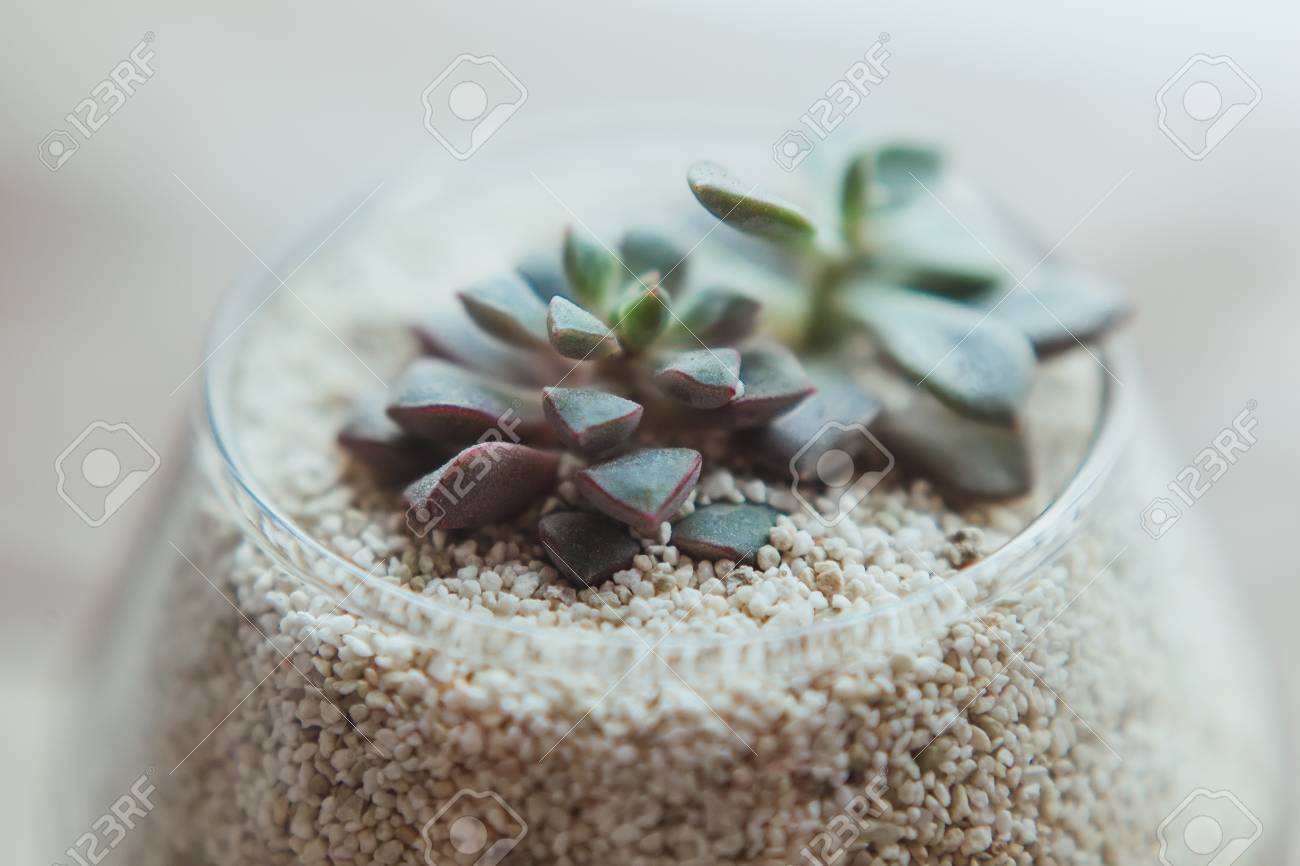 Decorative Glass Vase With White Sand And Succulents On A White Stock Photo Picture And Royalty Free Image Image