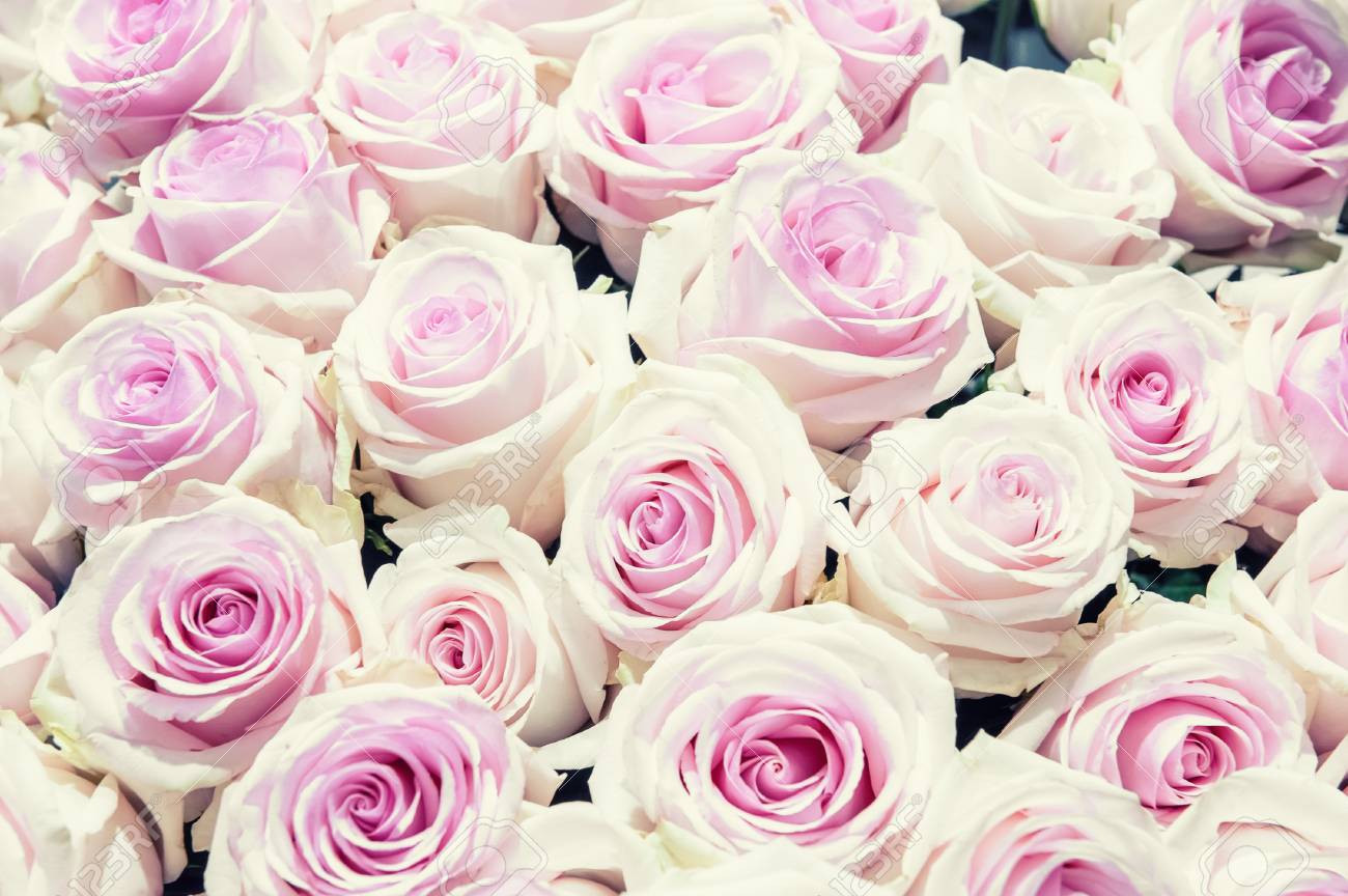 贈り物のための花束にピンクと緑の現代品種のバラ 背景 選択的な焦点 の写真素材 画像素材 Image