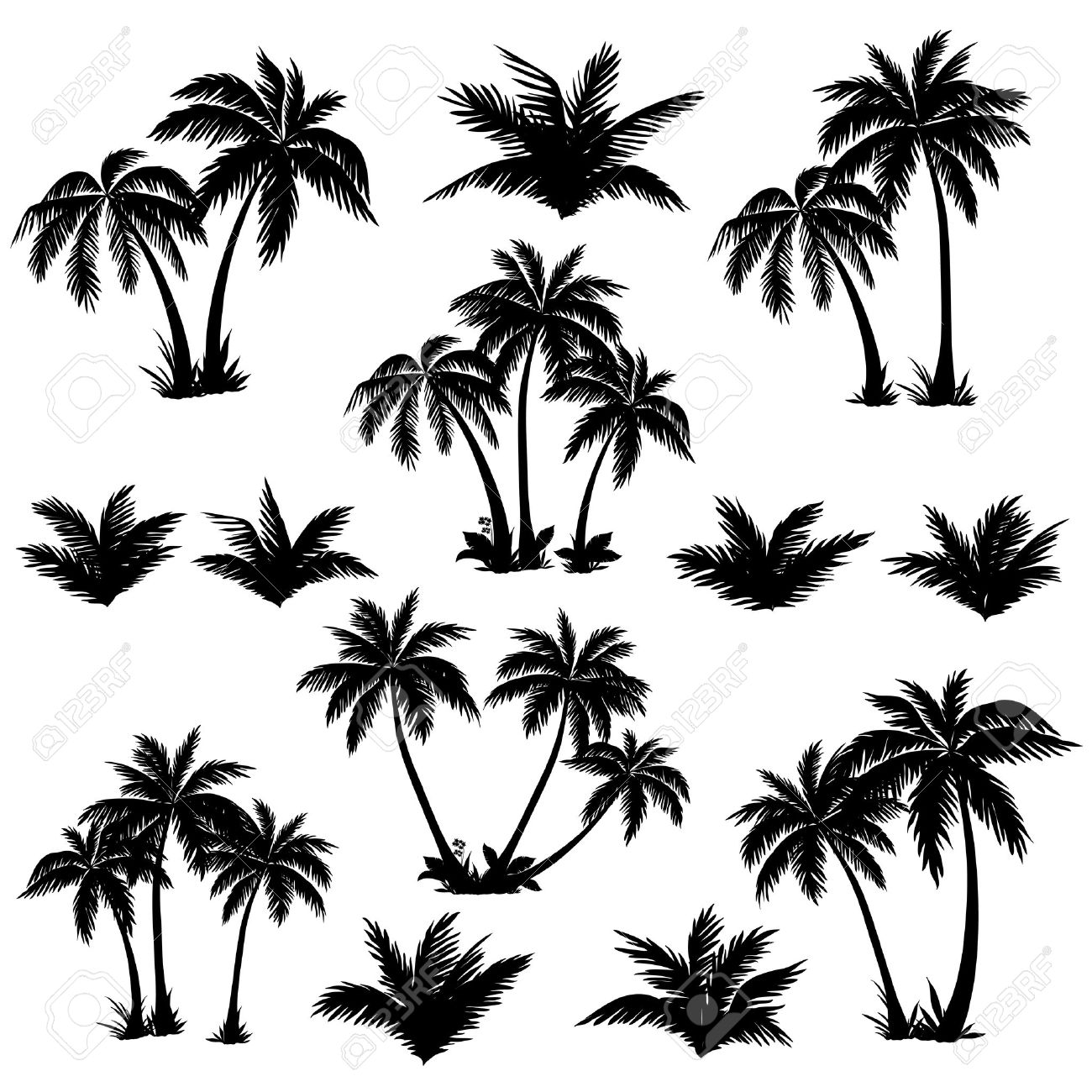 Set tropical palm trees with leaves, mature and young plants, black silhouettes isolated on white background Vector - 29836595 Set tropical palm trees with leaves, mature and young plants, black silhouettes isolated on white background Vector - 29836595
