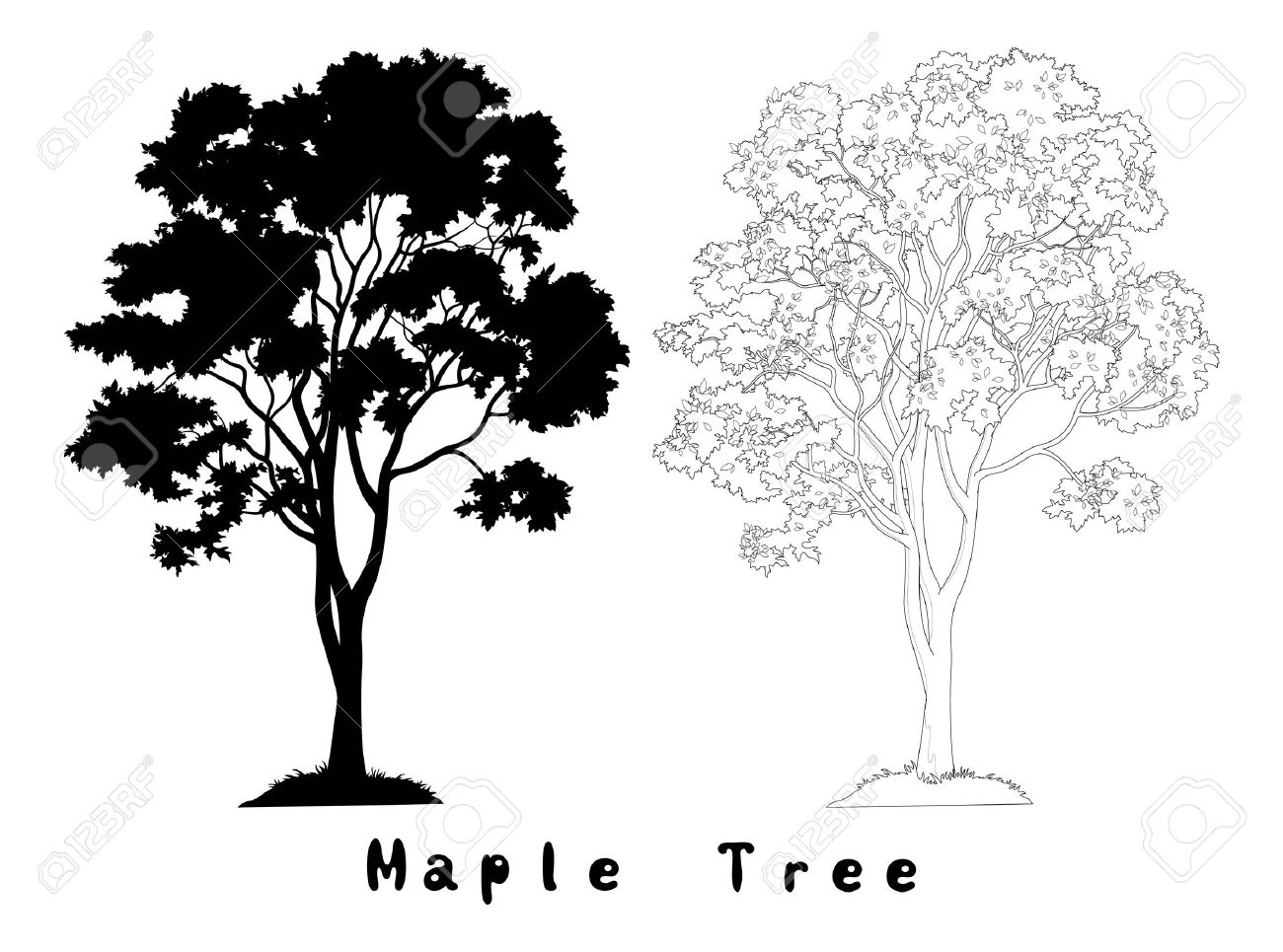 Maple Tree with Leaves and Grass Black Silhouette, Contours and Inscriptions Isolated on White Background. Vector - 38675032 Maple Tree with Leaves and Grass Black Silhouette, Contours and Inscriptions Isolated on White Background. Vector - 38675032