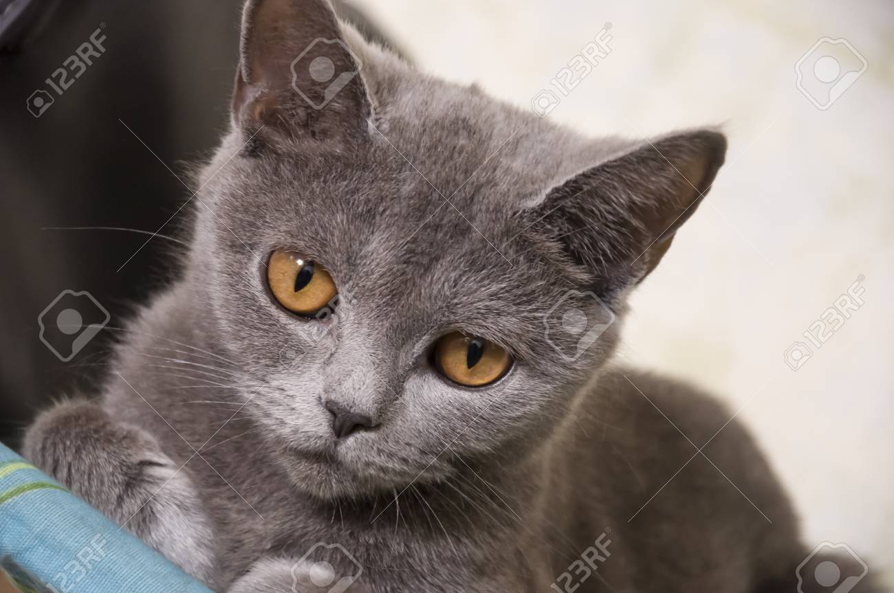 British Shorthair Cat Of Gray Color Is Looking Stock Photo