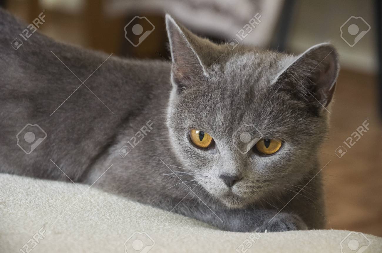 British Shorthair Cat Of Gray Color Is Looking Stock Photo