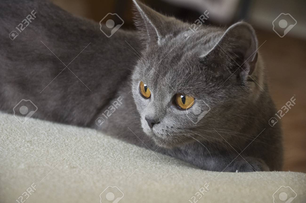 British Shorthair Cat Of Gray Color Is Looking Stock Photo