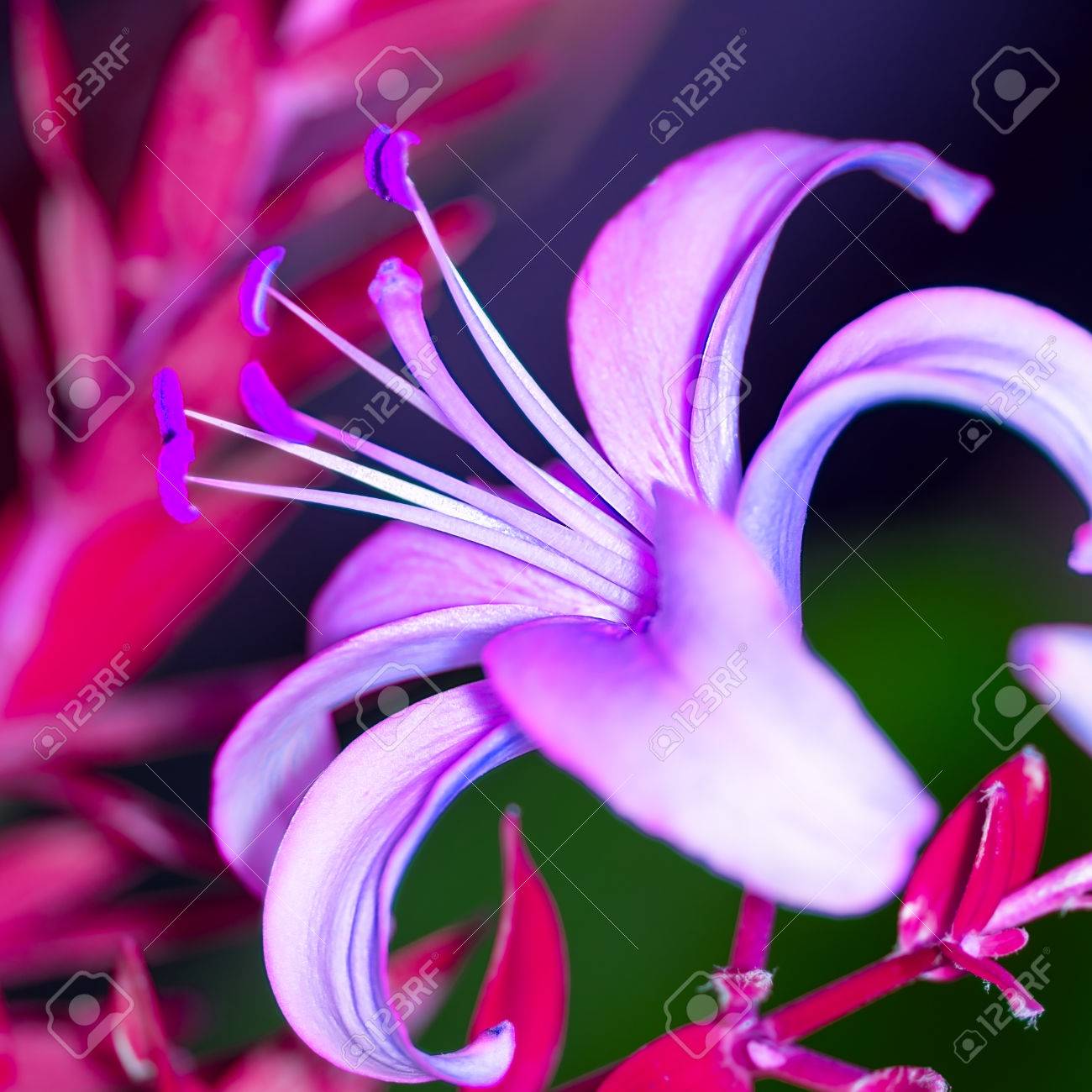 美しい紫のユリ の写真素材 画像素材 Image