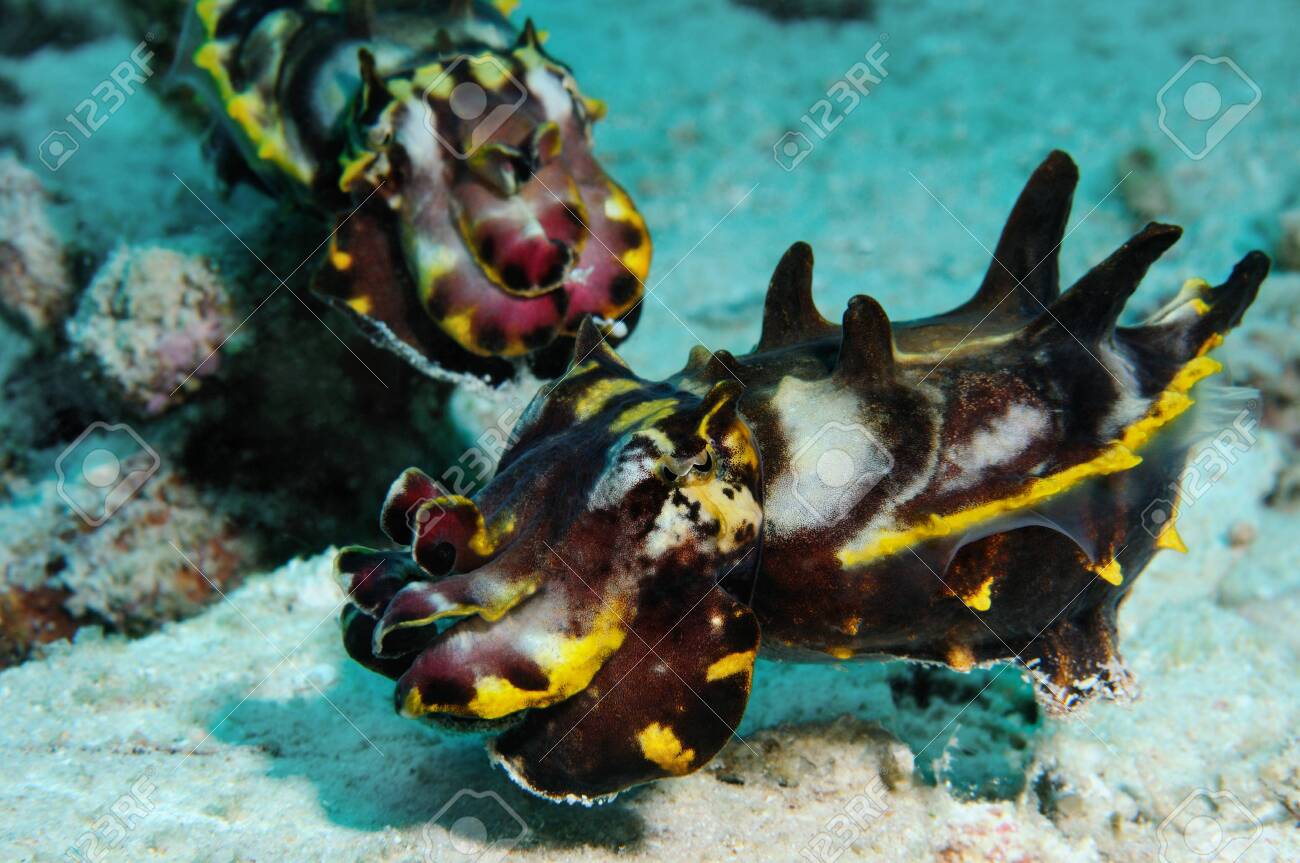 A Pair Of Extremely Venomous Pfeffer S Flamboyant Cuttlefish Stock Photo Picture And Royalty Free Image Image