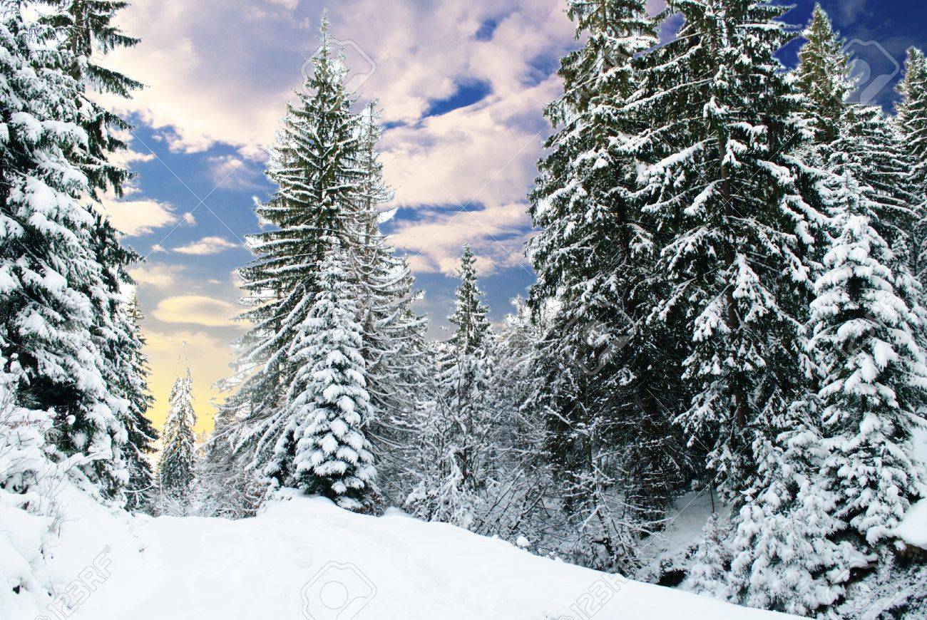 Hiver Sapin Couvert De Neige Foret Avec Des Arbres Et Le Chemin Banque D Images Et Photos Libres De Droits Image