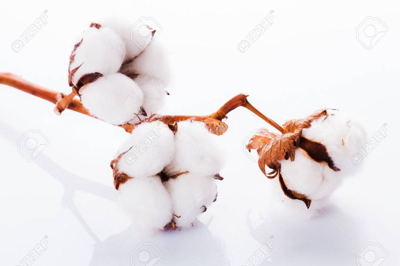 Cotton flower close up with tag - natural organic textile - 49835694 Cotton flower close up with tag - natural organic textile - 49835694