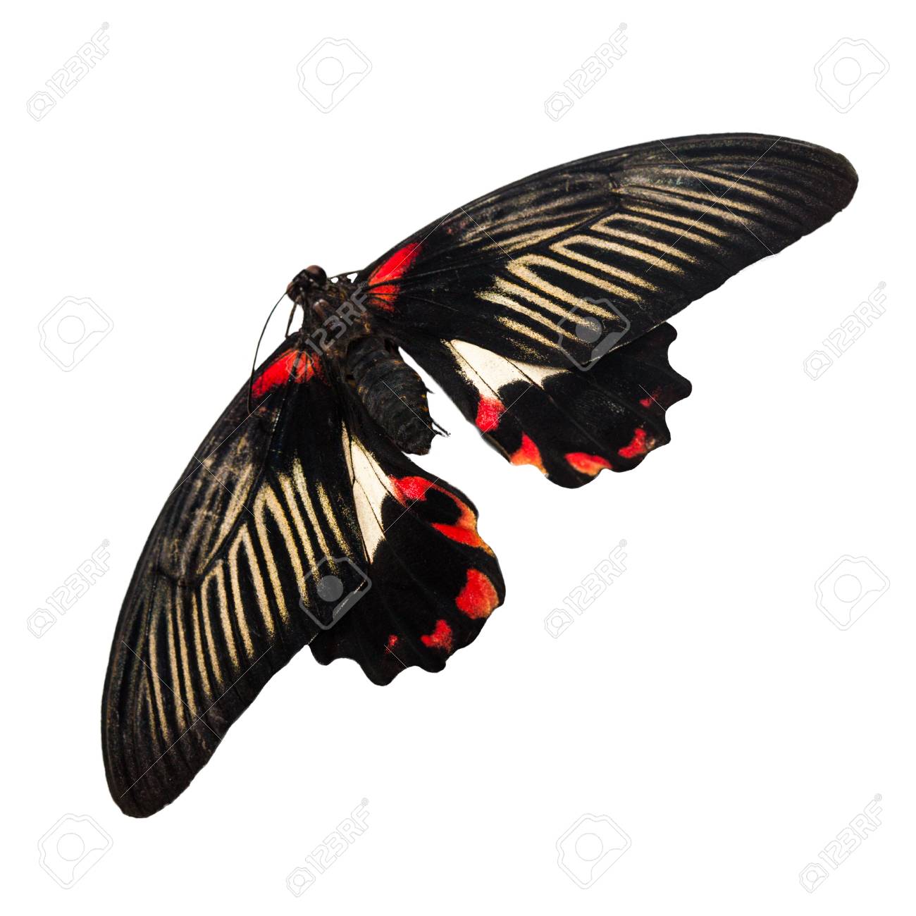 Tropical Red Yellow And Black Butterfly Isolated On White