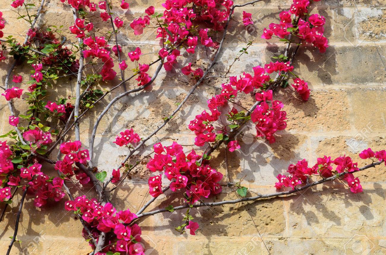Enredadera Está En Las Flores De Color Rosa En La Pared De Piedra Es Fotografiada De Primer Plano En El Soleado Día De Primavera Fotos Retratos Imágenes Y Fotografía De Archivo Libres