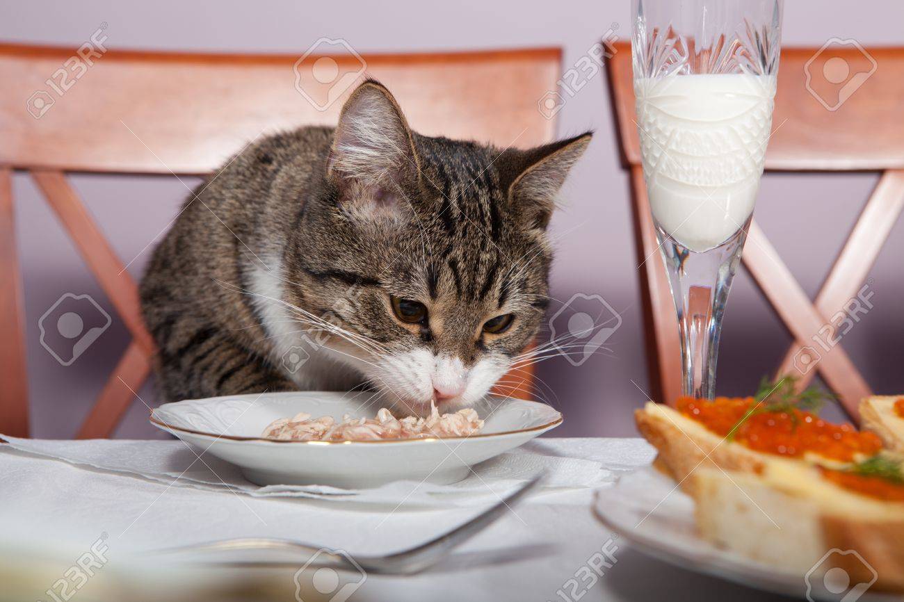 cat at the table