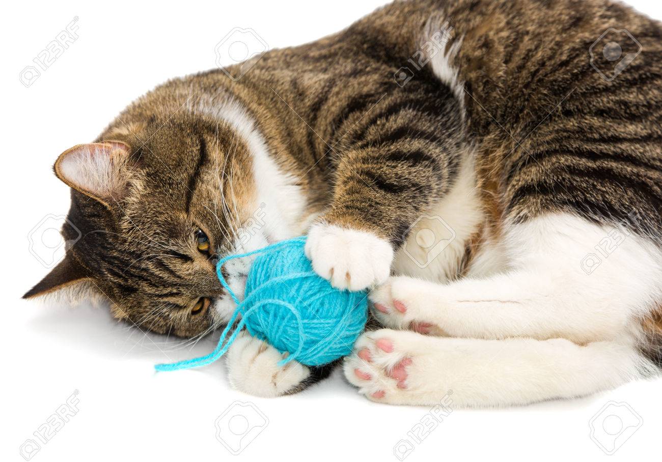 cat play balls