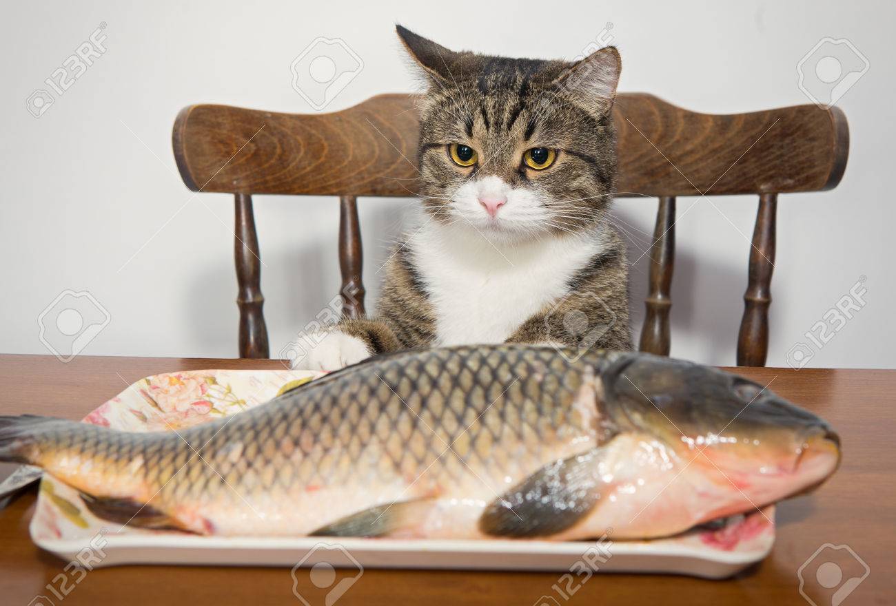 HOT Cooked Tilapia Can Cats Eat Raw Tilapia Cats Like Fish Can