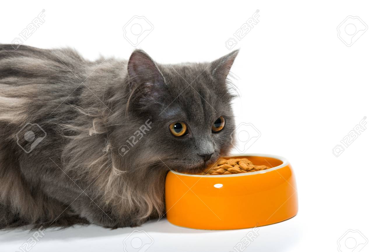 persian cat dry food
