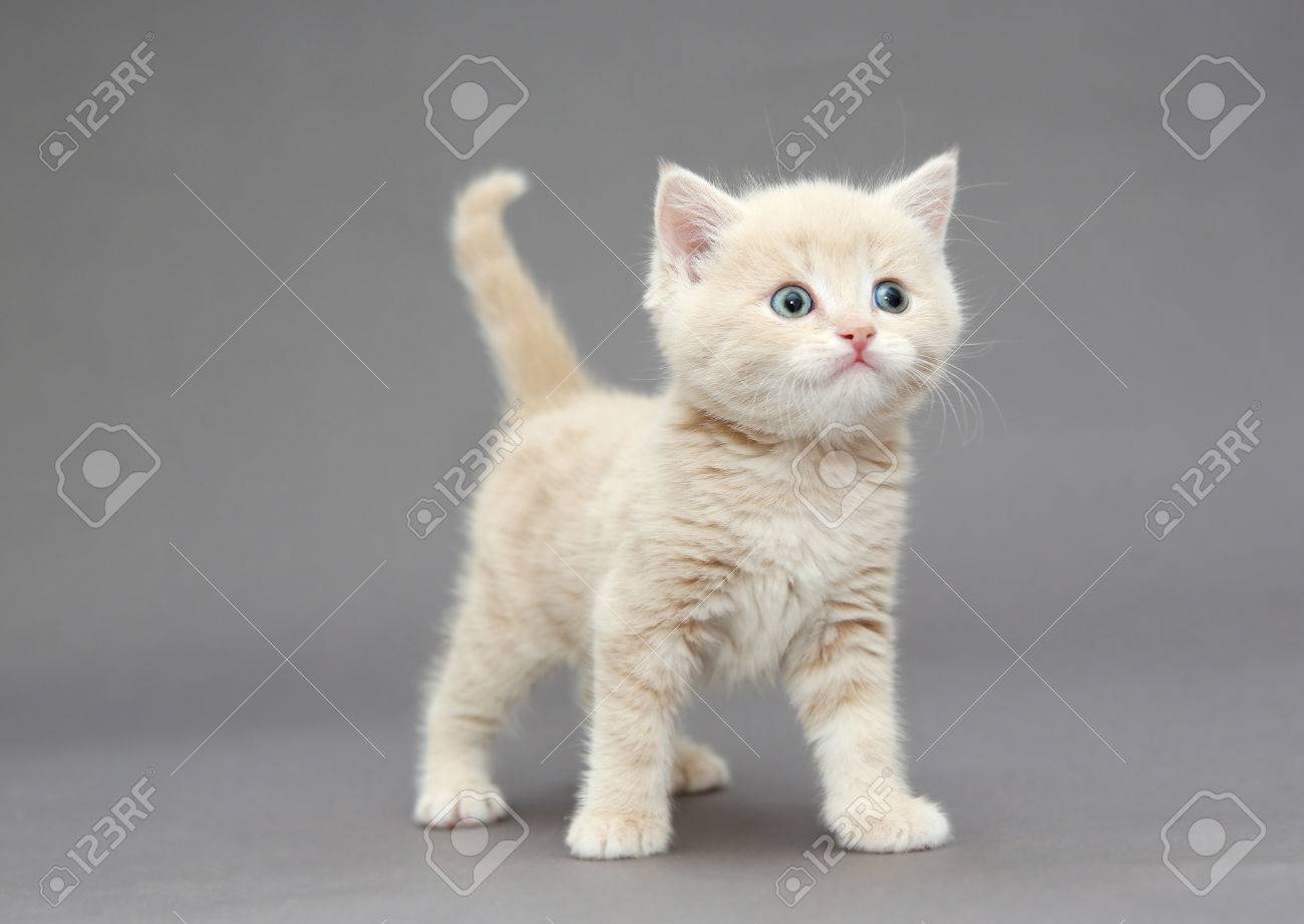 Little British Kitten Cream Color With Blue Eyes On A Gray