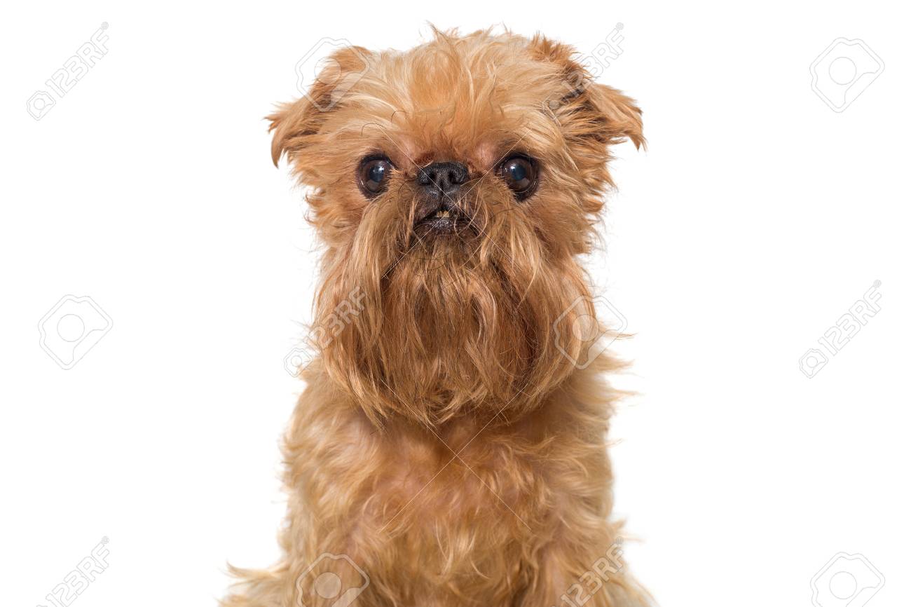 Race De Chien Portrait De Bruxelles Griffon Isolé Sur Blanc