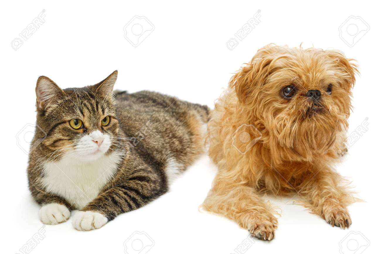 Grey Cat And Dog Breed Brussels Griffon Lie Together Isolated