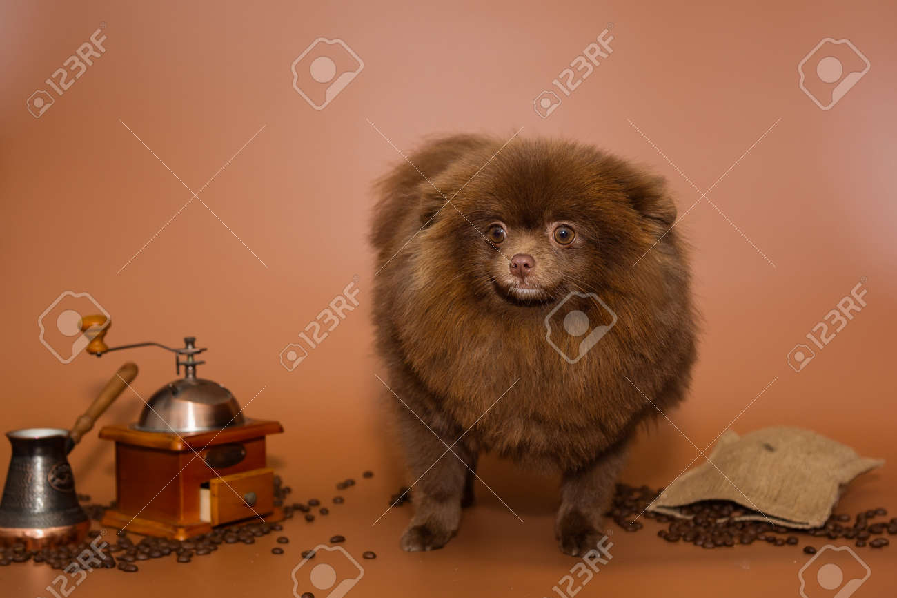 pomeranian accessories