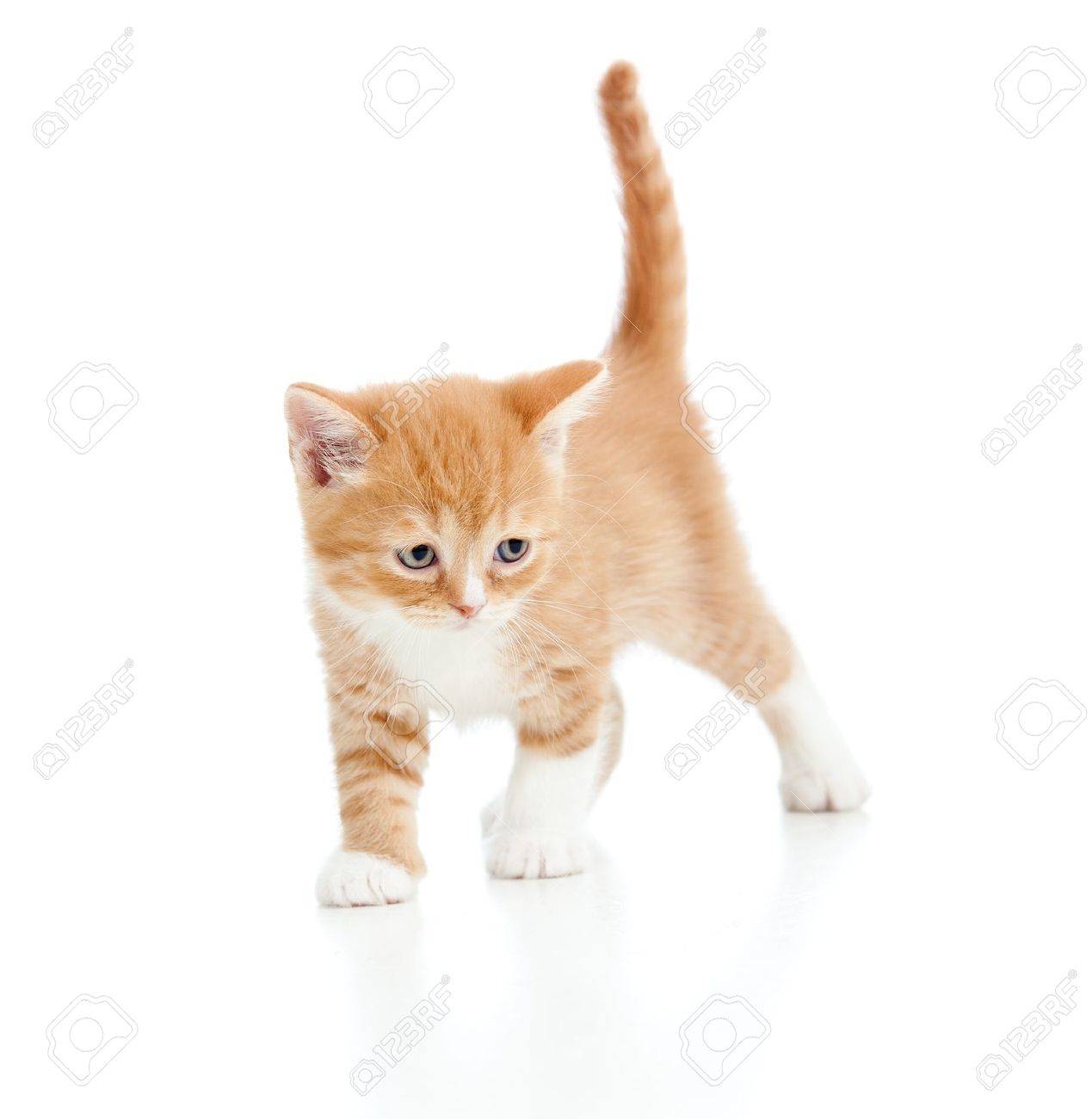 baby cat scottish kitten